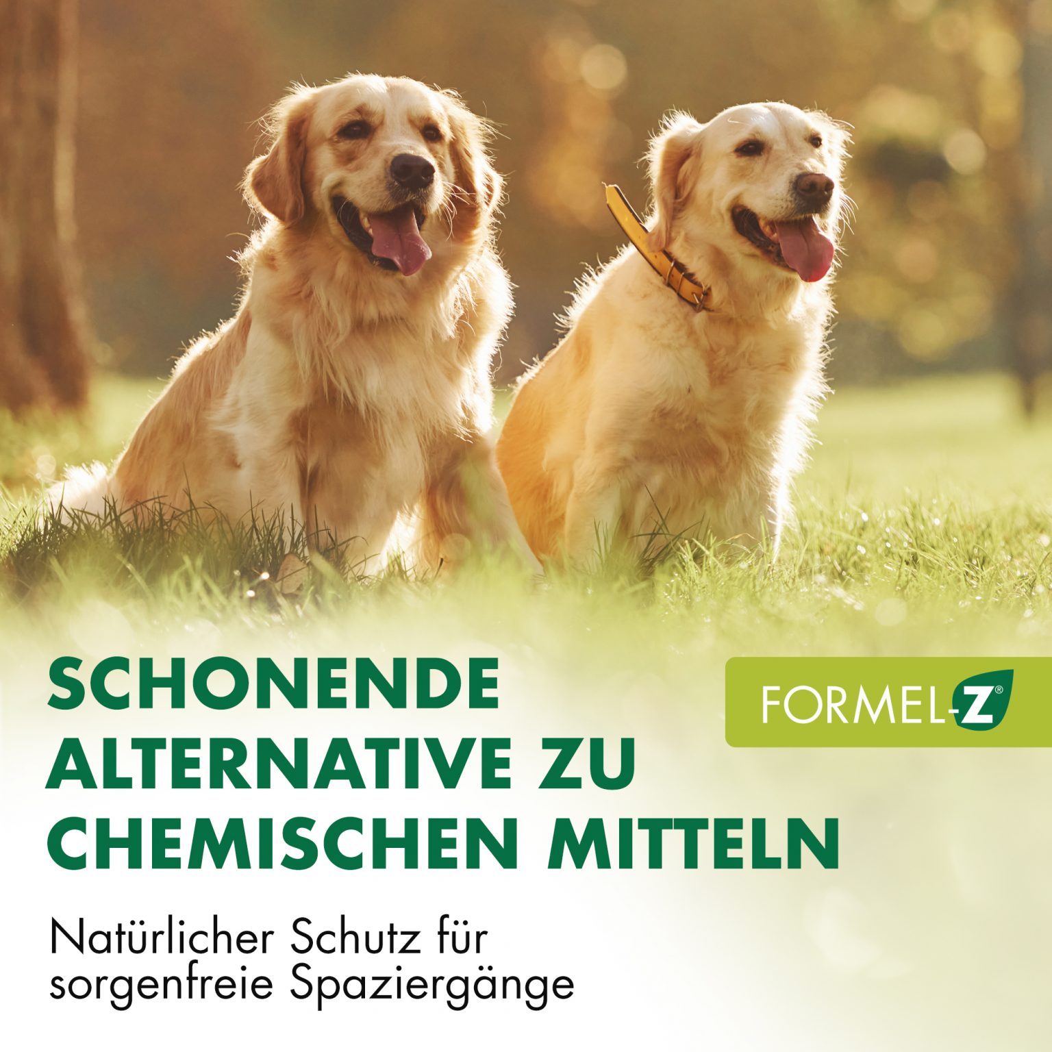 Formel Z_Dogs_IMG_02
